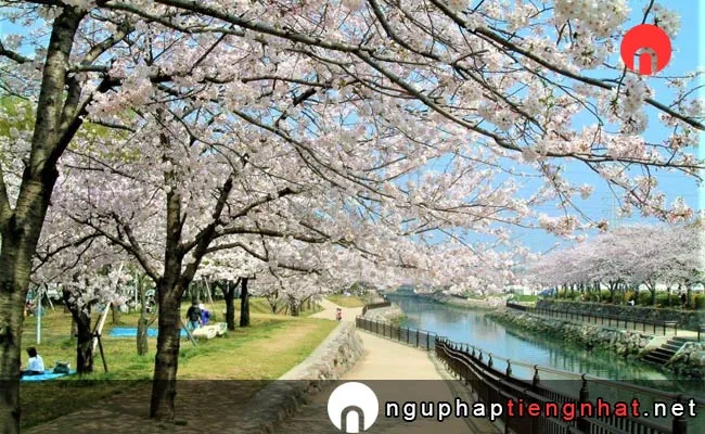 Những địa điểm ngắm hoa anh đào ở ooita - 平和市民公園