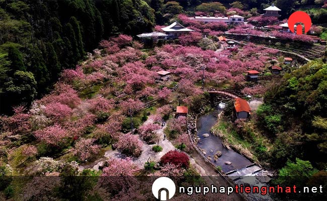 Những địa điểm ngắm hoa anh đào ở ooita - 不動尊一心寺