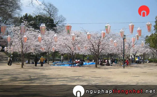 Những địa điểm ngắm hoa anh đào ở ooita - 亀山公園