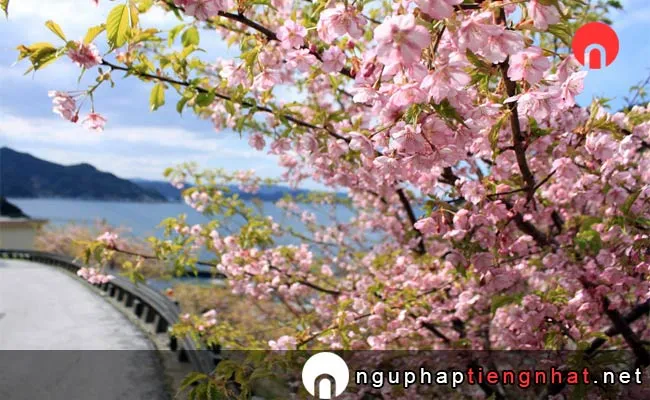 Những địa điểm ngắm hoa anh đào ở ooita - 四浦半島