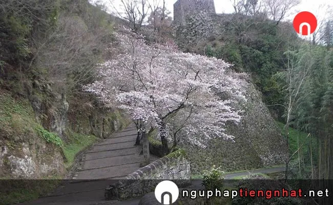 Những địa điểm ngắm hoa anh đào ở ooita - 岡城跡