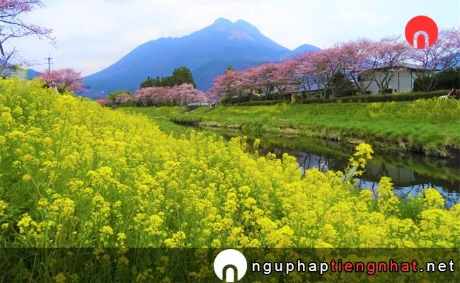 Những địa điểm ngắm hoa anh đào ở ooita - 由布院・大分川沿いの桜並木