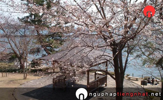 Những địa điểm ngắm hoa anh đào ở ooita - 城下公園