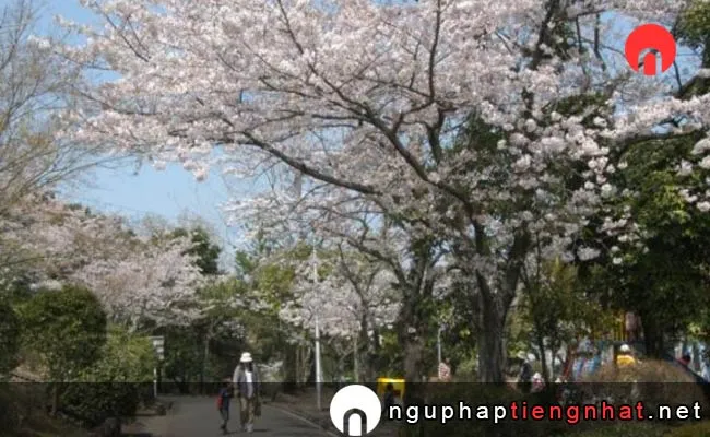 Những địa điểm ngắm hoa anh đào ở ooita - 上野ヶ丘墓地公園