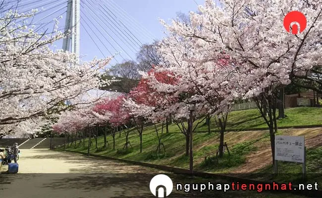 Những địa điểm ngắm hoa anh đào ở osaka - 天保山公園