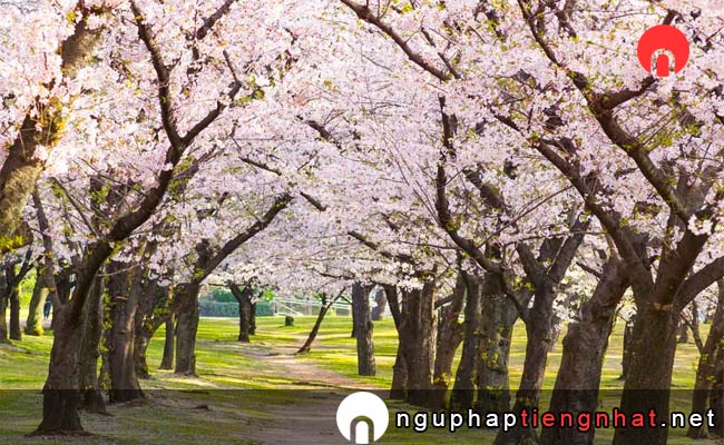 Những địa điểm ngắm hoa anh đào ở osaka - 浜寺公園