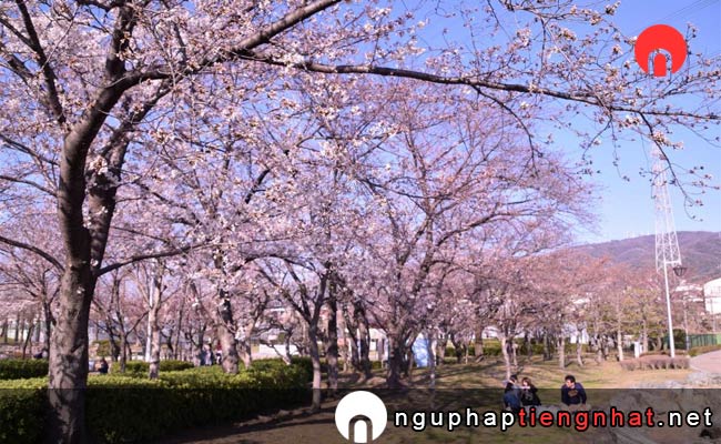 Những địa điểm ngắm hoa anh đào ở osaka - 花園中央公園