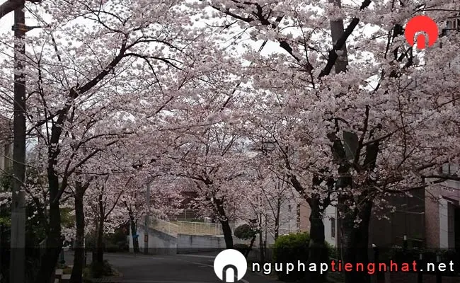 Những địa điểm ngắm hoa anh đào ở osaka - 枚岡公園