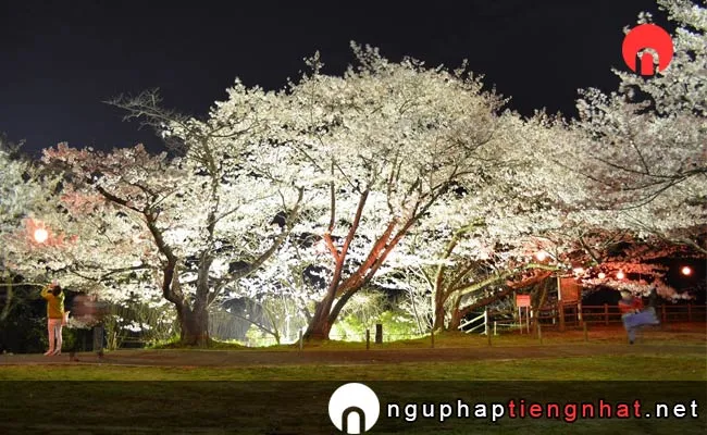 Những địa điểm ngắm hoa anh đào ở osaka - 永楽ダム及びダム周辺