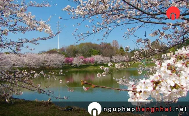 Những địa điểm ngắm hoa anh đào ở osaka - 花博記念公園