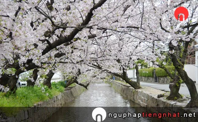 Những địa điểm ngắm hoa anh đào ở osaka - 玉串川の桜並木