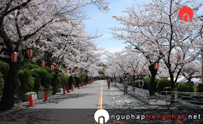 Những địa điểm ngắm hoa anh đào ở osaka - 五月山緑地