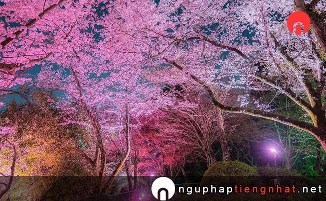 Những địa điểm ngắm hoa anh đào ở osaka - 長野公園(奥河内さくら公園)