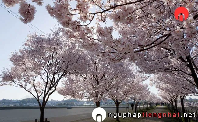 Những địa điểm ngắm hoa anh đào ở osaka - 狭山池公園