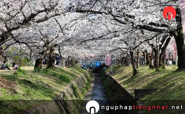 Những địa điểm ngắm hoa anh đào ở osaka - 星田妙見宮(妙見河原)の桜