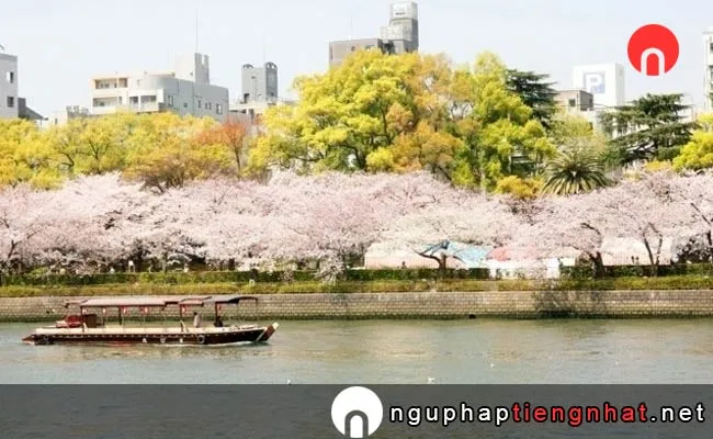 Những địa điểm ngắm hoa anh đào ở osaka - 毛馬桜之宮公園