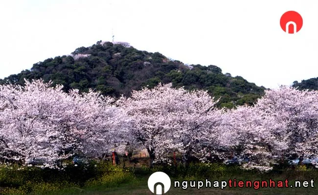 Những địa điểm ngắm hoa anh đào ở saga - 日の隈公園