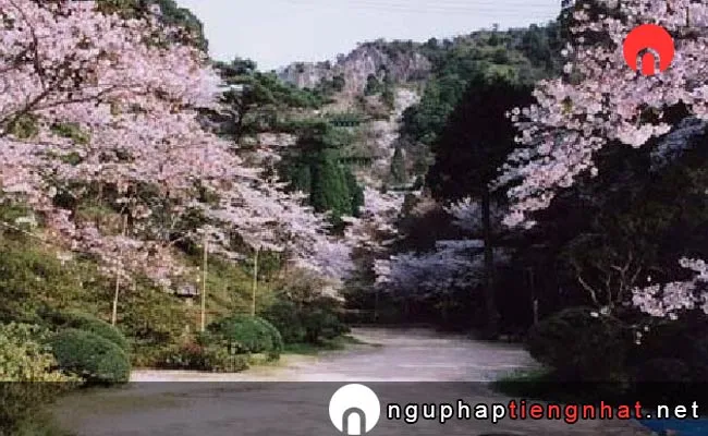 Những địa điểm ngắm hoa anh đào ở saga - 陶山神社