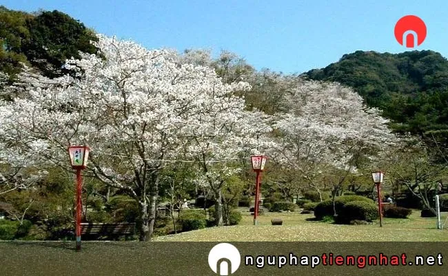 Những địa điểm ngắm hoa anh đào ở saga - 西渓公園