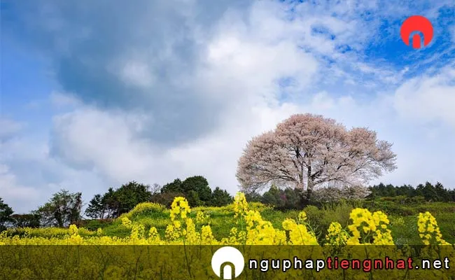 Những địa điểm ngắm hoa anh đào ở saga - 馬場の山桜