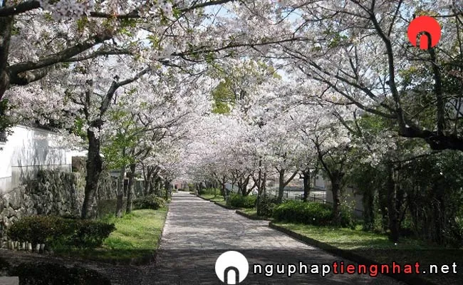 Những địa điểm ngắm hoa anh đào ở saga - 旭ヶ岡公園