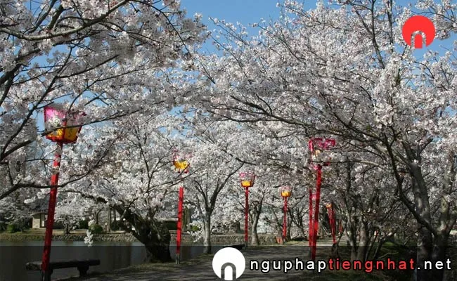 Những địa điểm ngắm hoa anh đào ở saga - 小城公園