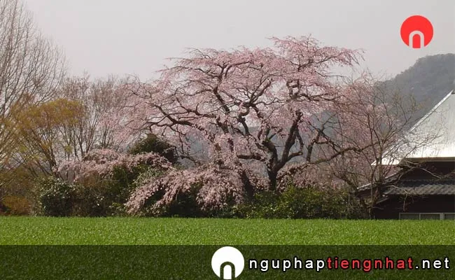 Những địa điểm ngắm hoa anh đào ở saga - 宝珠寺