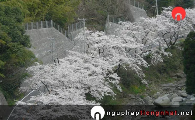 Những địa điểm ngắm hoa anh đào ở saga - 脊振桜街道