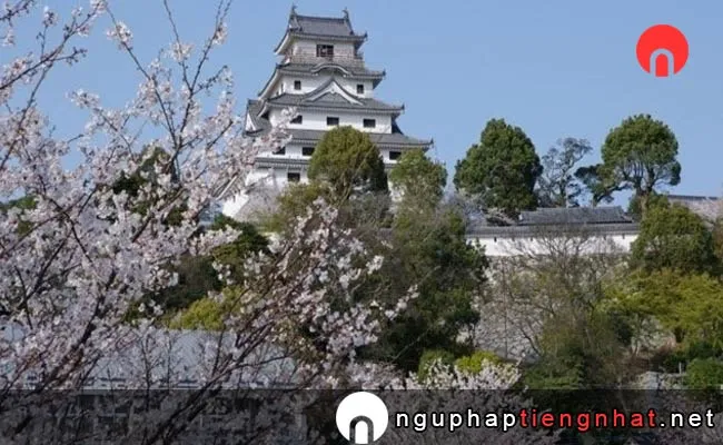 Những địa điểm ngắm hoa anh đào ở saga - 唐津城(舞鶴公園)の桜