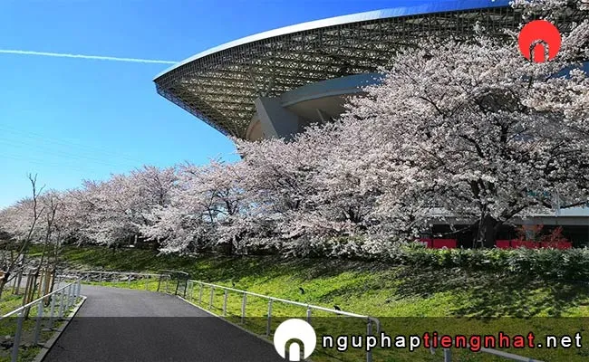 Những địa điểm ngắm hoa anh đào ở saitama - 能代公園