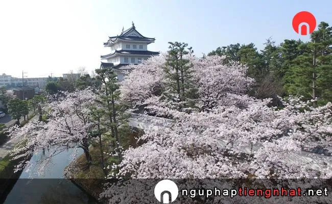Những địa điểm ngắm hoa anh đào ở saitama - 忍城址の桜