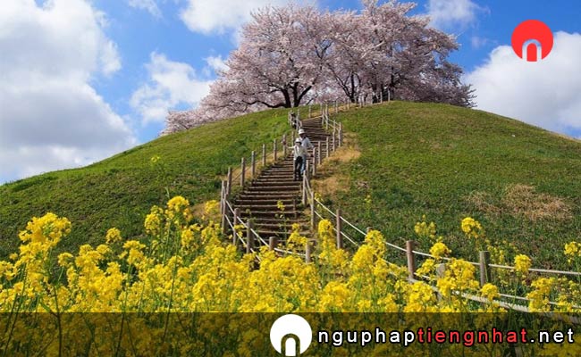 Những địa điểm ngắm hoa anh đào ở saitama - 丸墓山古墳の桜
