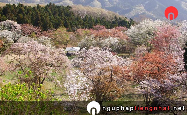 Những địa điểm ngắm hoa anh đào ở saitama - 美の山公園