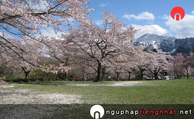 Những địa điểm ngắm hoa anh đào ở saitama - 羊山公園