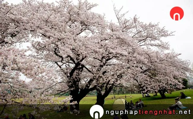 Những địa điểm ngắm hoa anh đào ở saitama - 所沢航空記念公園
