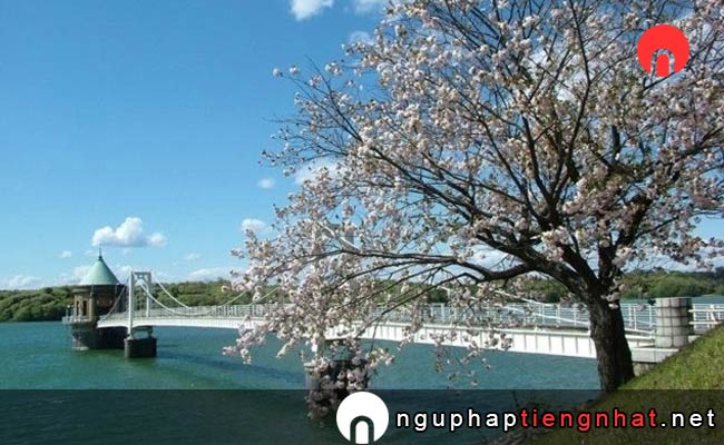 Những địa điểm ngắm hoa anh đào ở saitama - 狭山湖周辺の桜