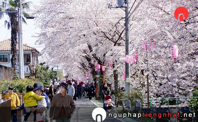 Những địa điểm ngắm hoa anh đào ở saitama - 東川
