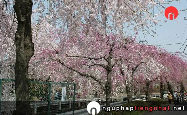Những địa điểm ngắm hoa anh đào ở saitama - 砂川堀のしだれ桜