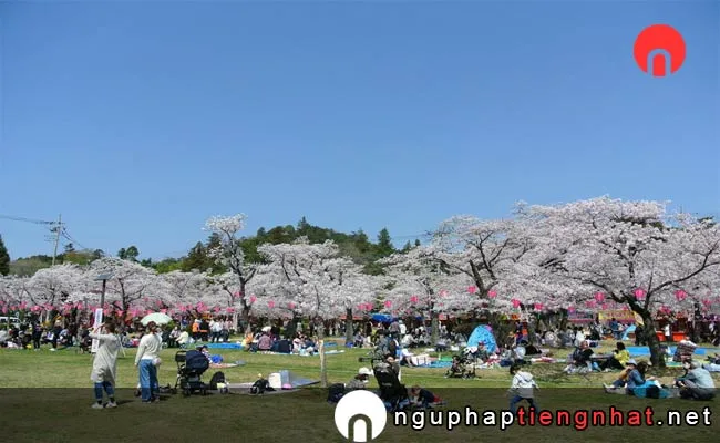 Những địa điểm ngắm hoa anh đào ở saitama - 天覧山・中央公園
