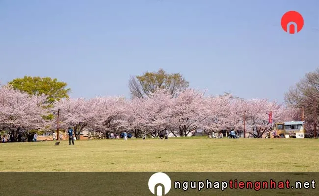 Những địa điểm ngắm hoa anh đào ở saitama - 加須はなさき公園