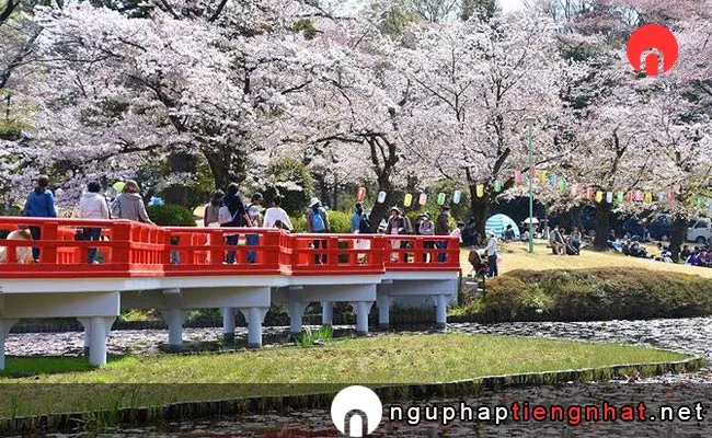Những địa điểm ngắm hoa anh đào ở saitama - 岩槻城址公園
