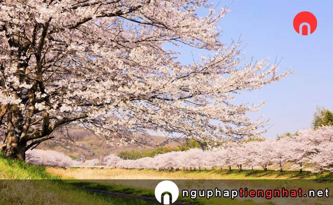 Những địa điểm ngắm hoa anh đào ở saitama - こだま千本桜