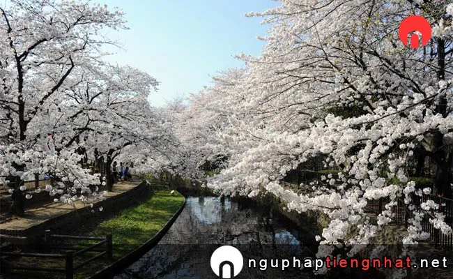Những địa điểm ngắm hoa anh đào ở saitama - 若泉公園の桜