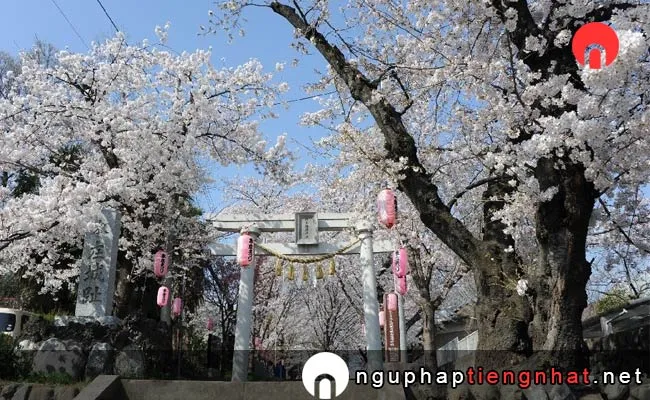 Những địa điểm ngắm hoa anh đào ở saitama - 城山稲荷神社