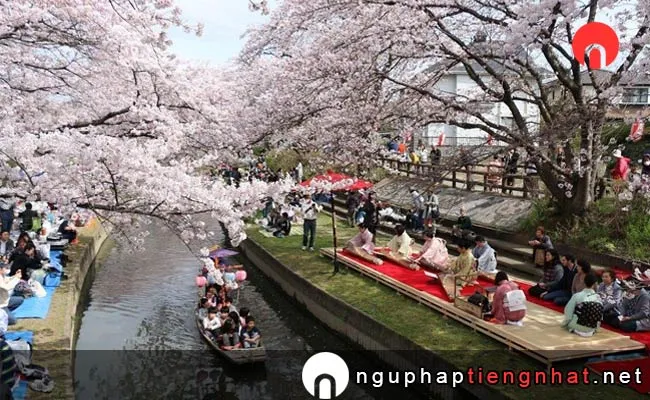 Những địa điểm ngắm hoa anh đào ở saitama - 砂川堀のしだれ桜