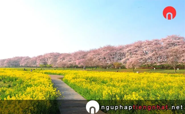 Những địa điểm ngắm hoa anh đào ở saitama - 県営権現堂公園