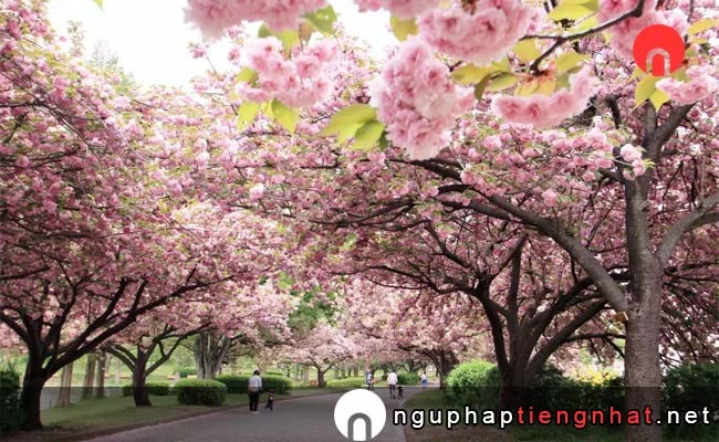 Những địa điểm ngắm hoa anh đào ở saitama - 川越公園