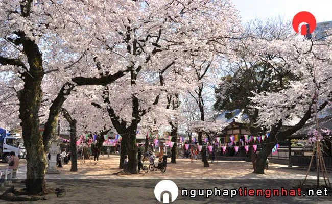 Những địa điểm ngắm hoa anh đào ở saitama - 真人公園