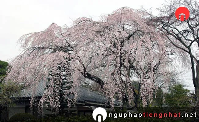 Những địa điểm ngắm hoa anh đào ở saitama - 中院