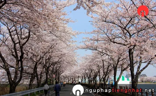 Những địa điểm ngắm hoa anh đào ở saitama - 伊佐沼公園